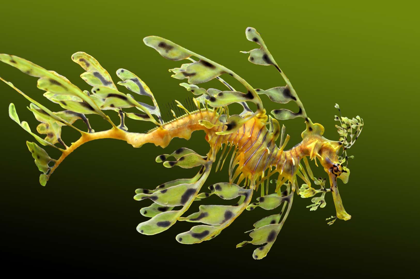 叶海龙（Leafy sea dragon）.jpg