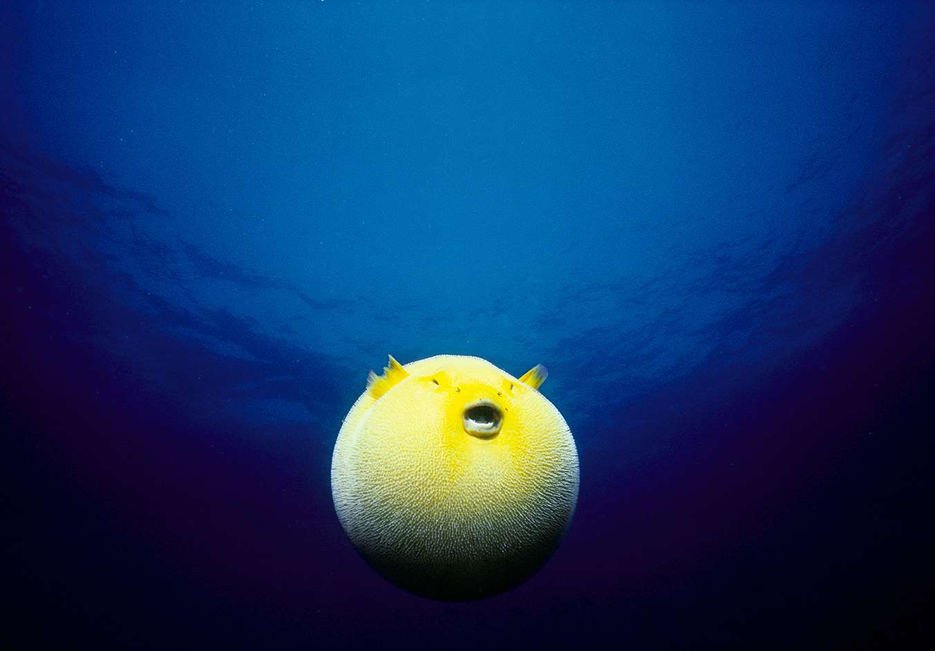 豚鼠河豚（Guineafowl puffer）.jpg