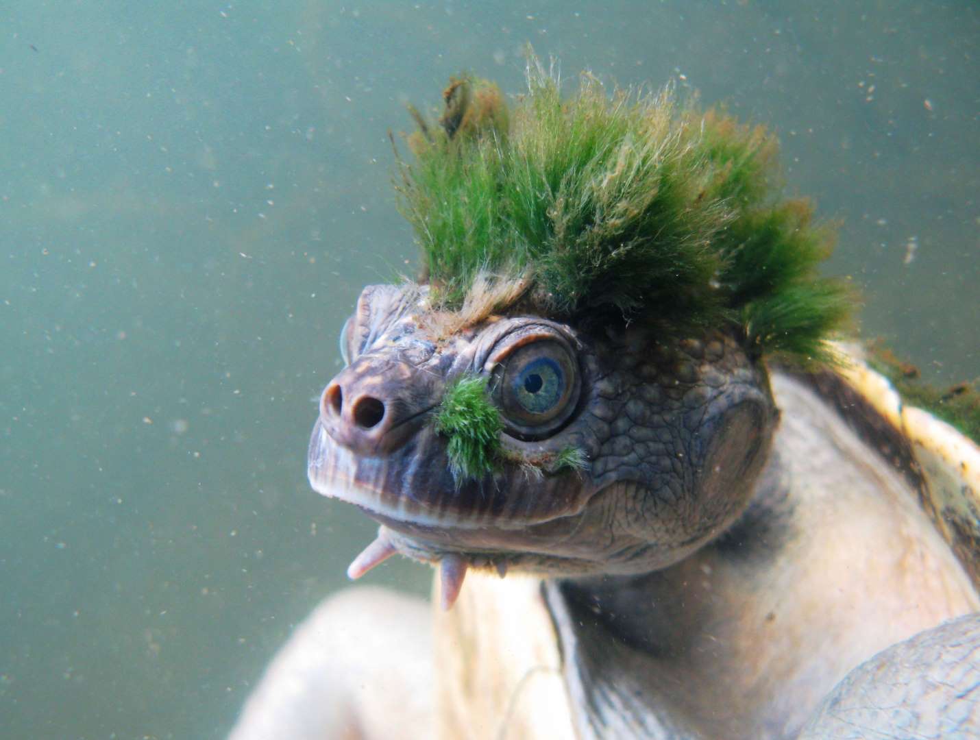 玛丽河龟（Mary River turtle）.jpg